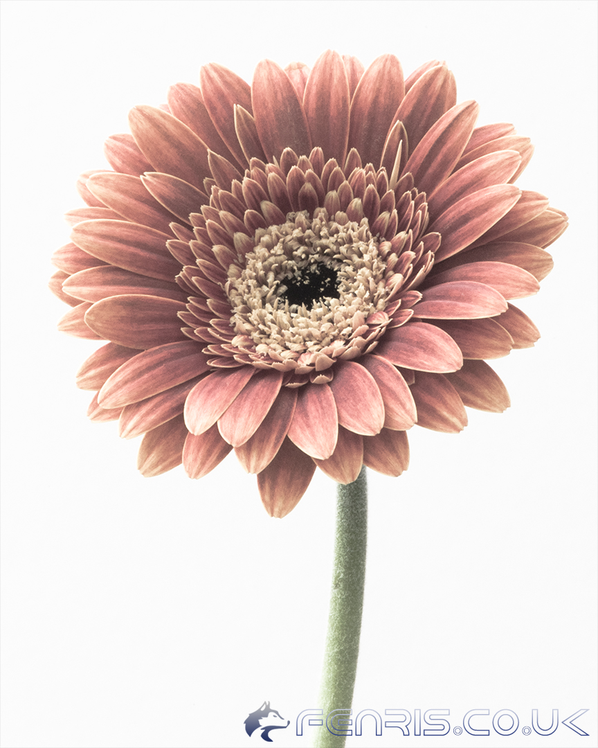 Gerbera - Gerbera jamesonii