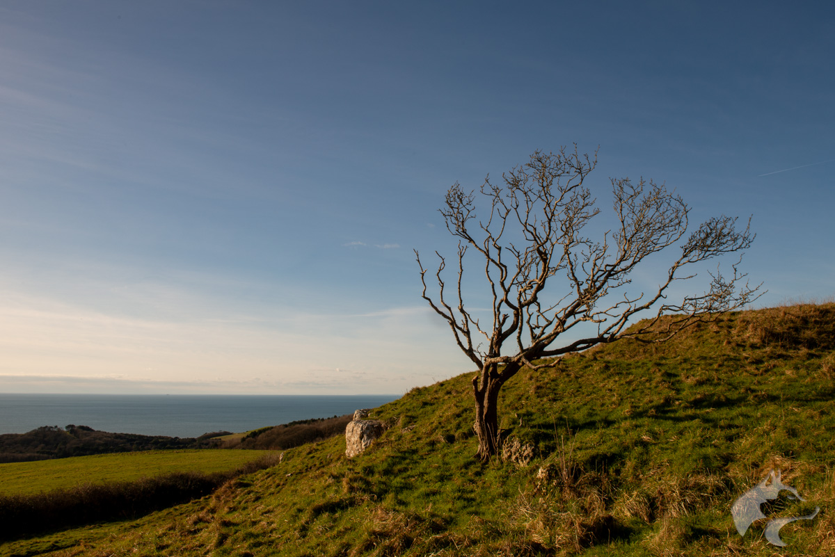 Wandering on Abbotsbury Plains