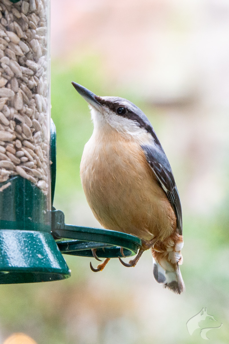 Nuthatch and Dunnocks