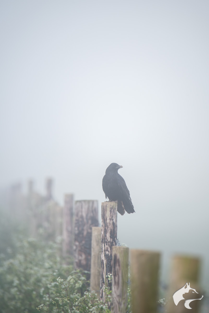 Misty Crow - 01