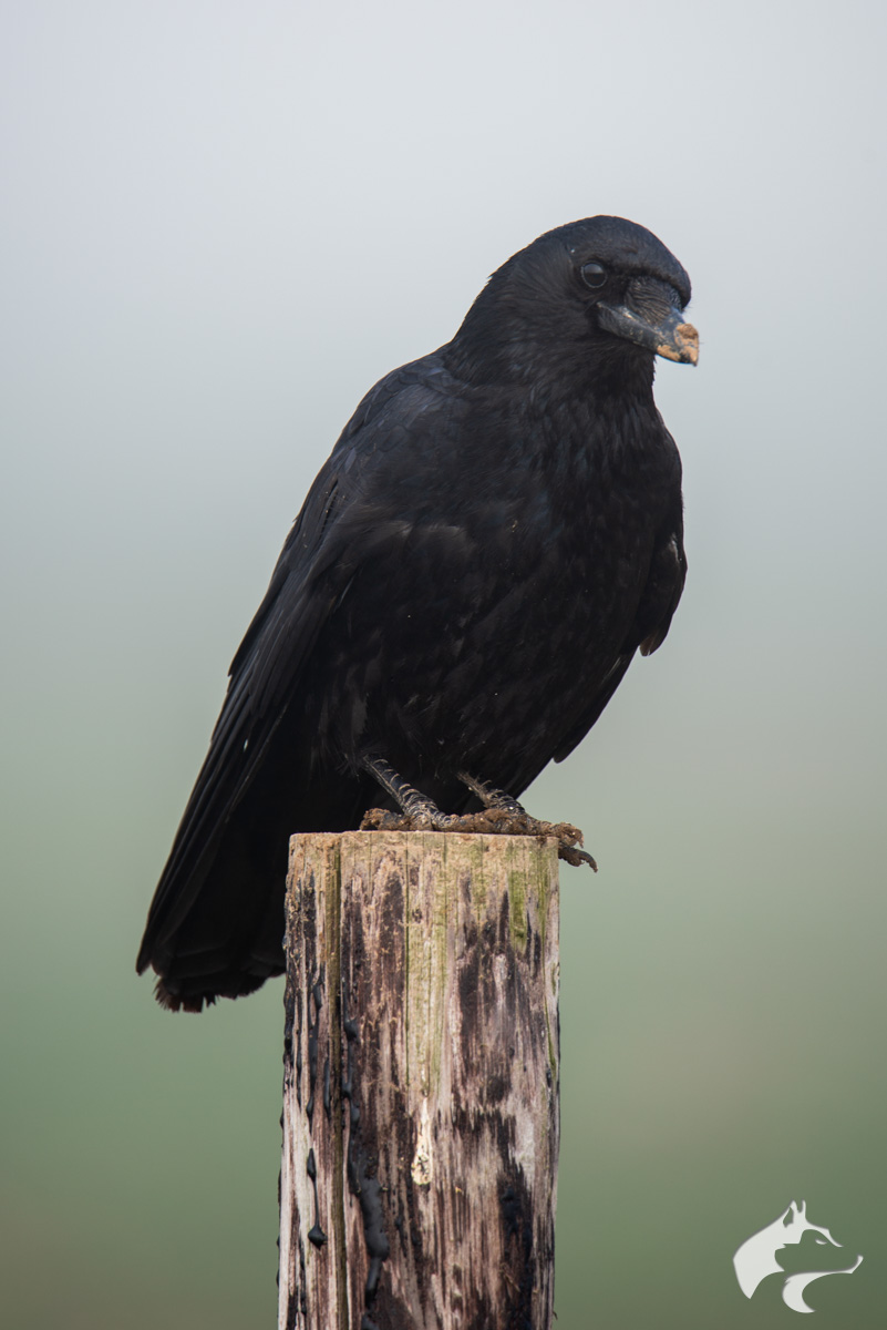 Misty Crow – 02 Misty Crow - 02