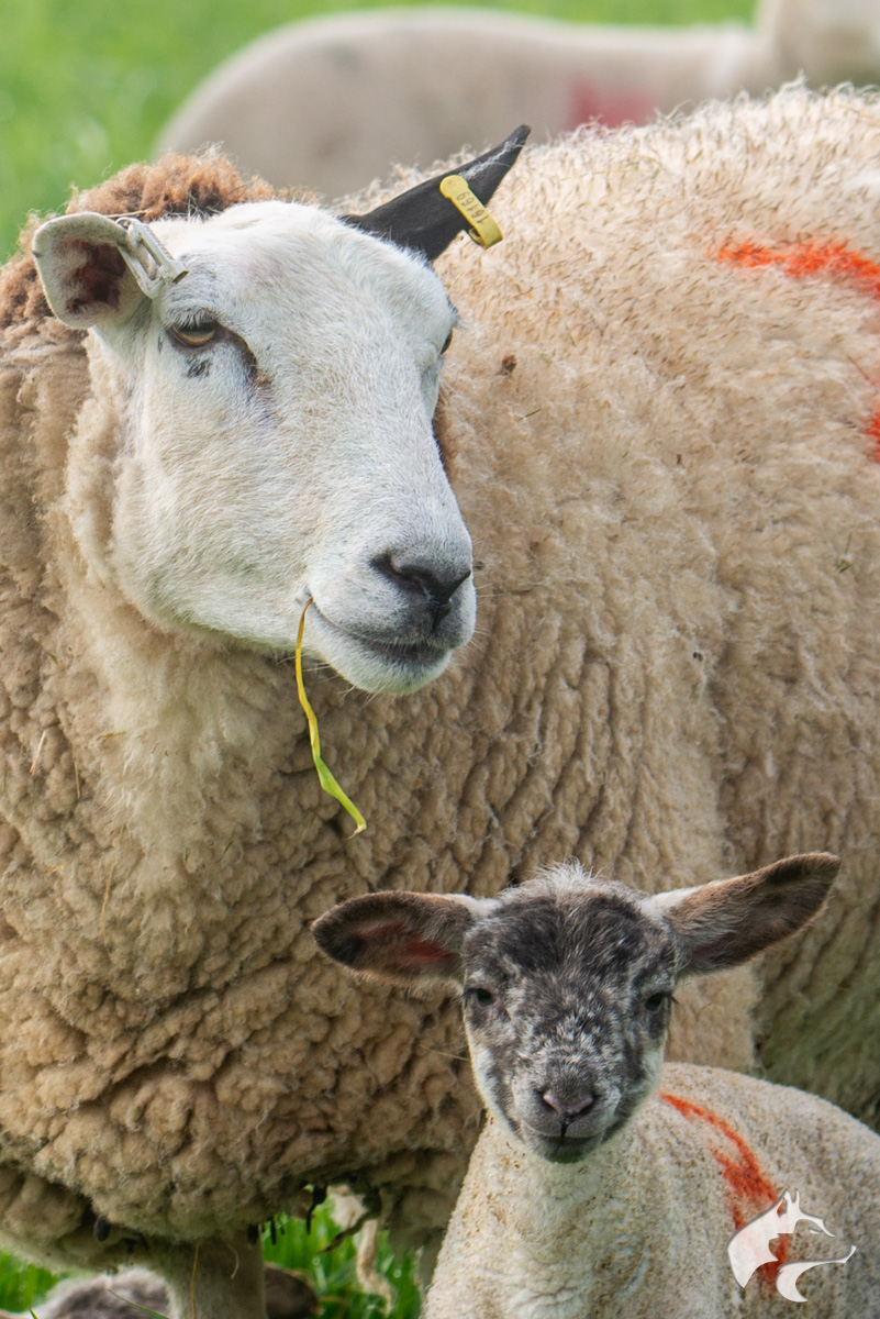 Maiden Castle Sheep - 05