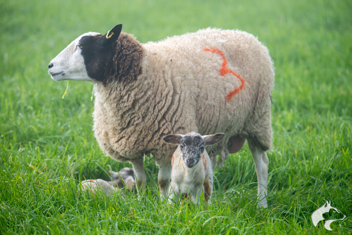 Maiden Castle Sheep - 03