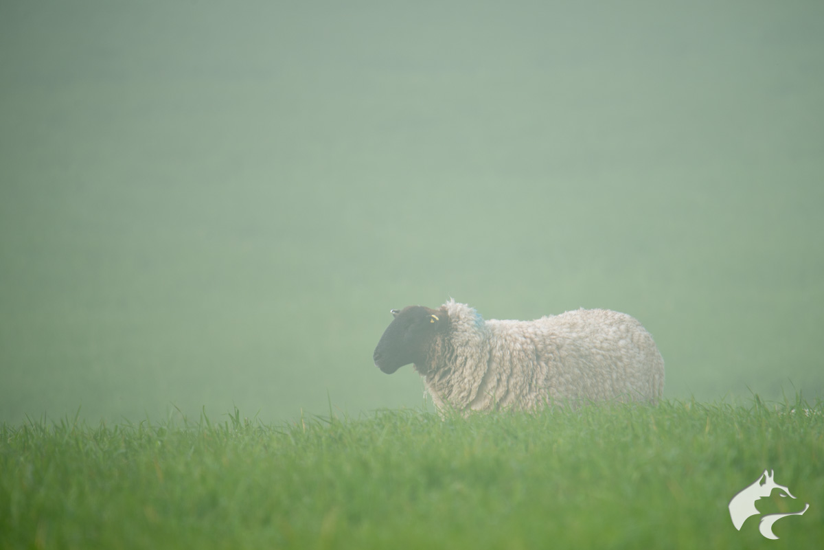 Maiden Castle Sheep - 01