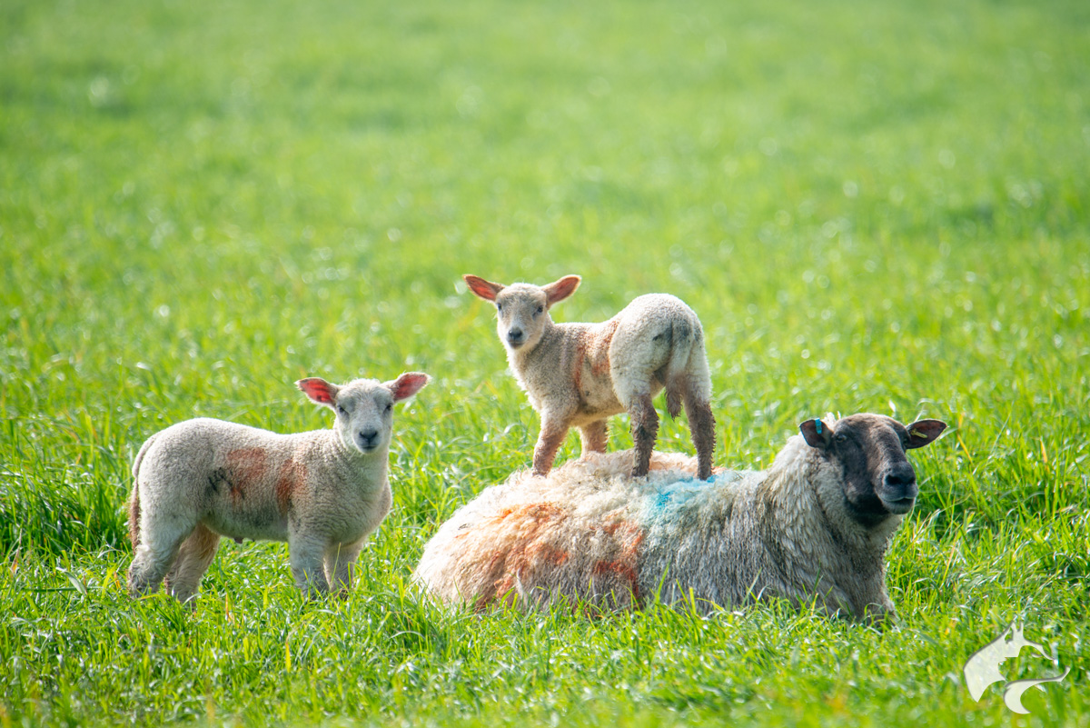 Maiden Castle Sheep - 04