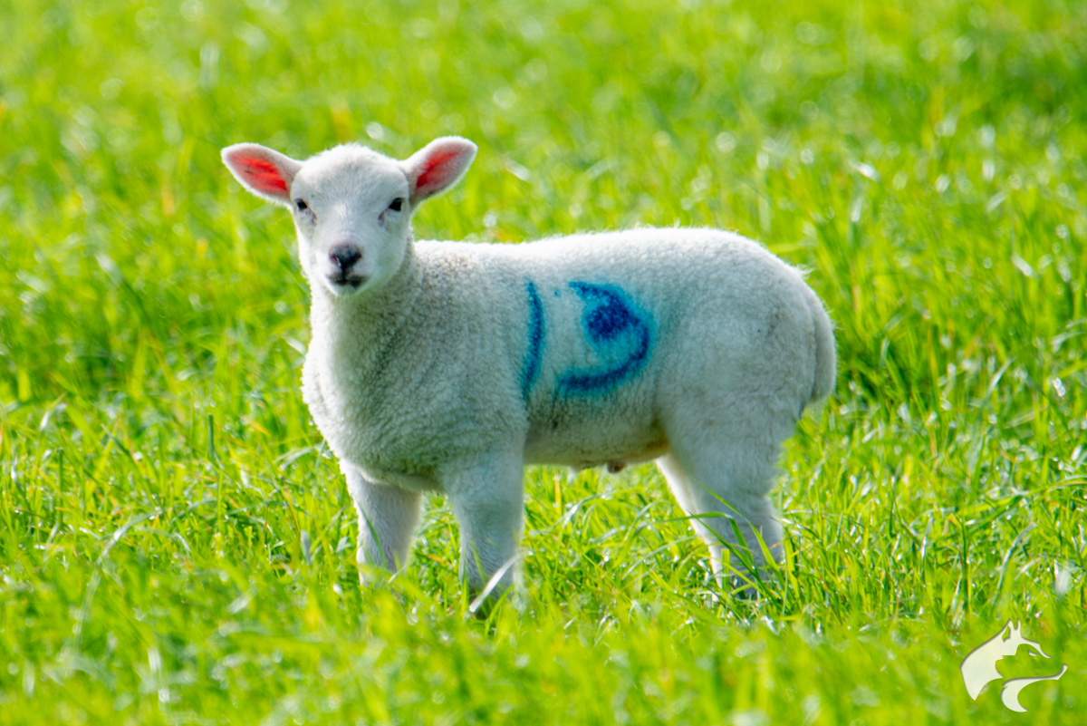 Maiden Castle Sheep – 02 Maiden Castle Sheep - 02
