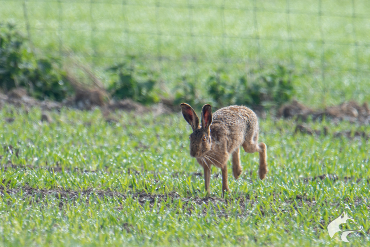 Maiden Castle Hares - 03