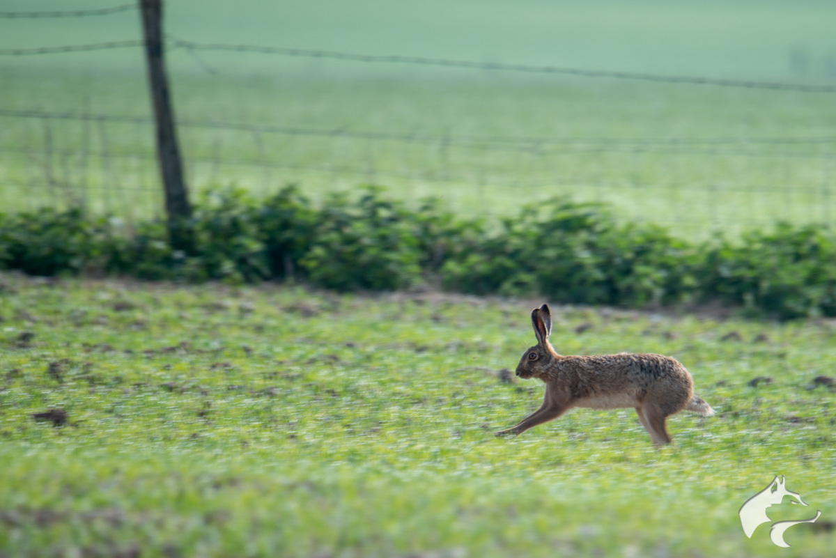 Maiden Castle Hares - 01