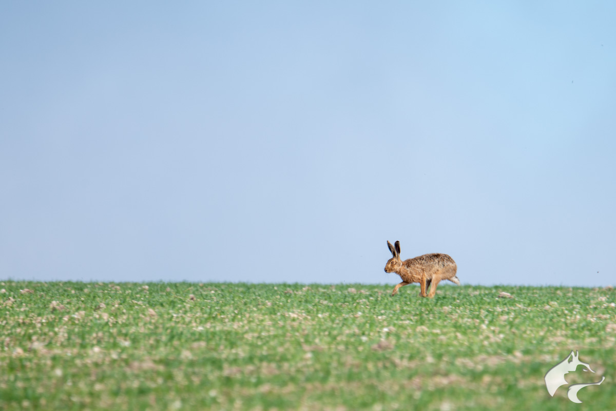 Maiden Castle Hares - 02