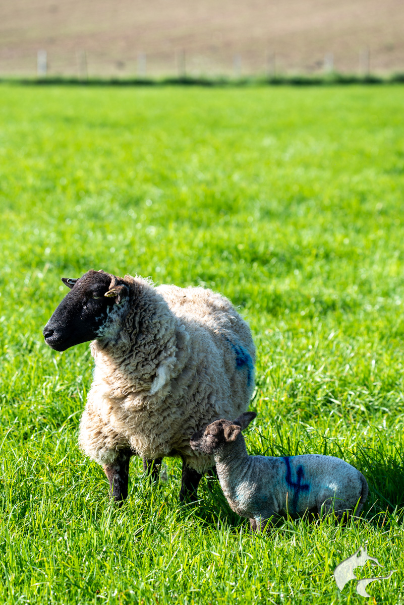 Maiden Castle Sheep - 06